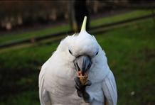 Birdwatching in Kakadu National Park